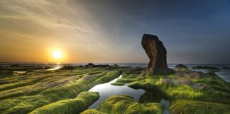 Co zrobić aby pozbyć się glonów w akwarium?