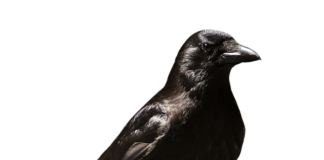 Czy na zwolnieniu lekarskim można wyjechać do rodziny?