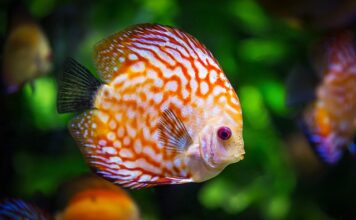 Co zrobić z odchodami w akwarium?