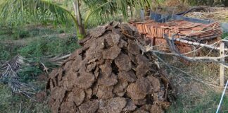 Czy obornik kurzy nadaje się pod ogórki?