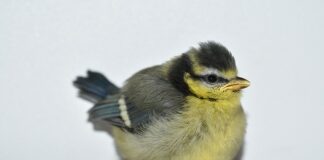 Kiedy można zacząć kupować ciuszki dla dziecka?