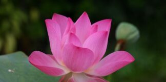 Jak jest po angielsku gaża? Jak jest po angielsku gaża?