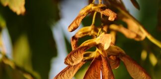 Jak rozmnażać rośliny w akwarium?