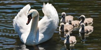 Jakiej wielkości gaziki dla niemowląt?