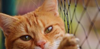 Jaka jest kwota netto 13 emerytury?