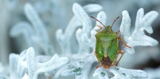 Jak usunąć smród ze ścian?