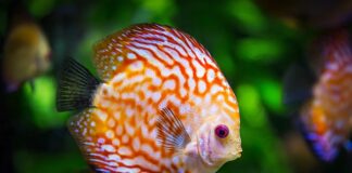 Dlaczego robi się mętna woda w akwarium?