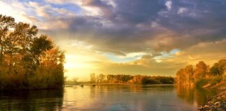 Od czego żółkną liście ogórków?