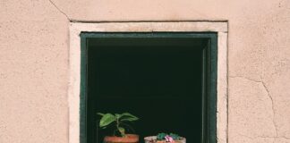 Jak często podlewać pomidory wodą z drożdżami?