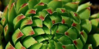 Jak usunąć tłustą plamę z delikatnej tkaniny?