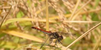 Co zrobić żeby zwiększyć plony ogórków?