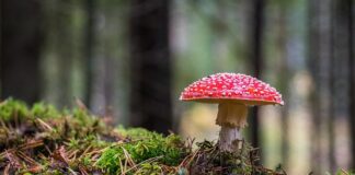 Jaki zapach ma grzyb w domu?