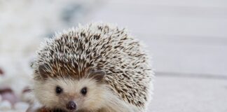 Po co są kołki rozporowe?