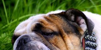 Co jeść na zmęczone mięśnie?