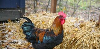 Czy jak wbije się bile przeciwnika to jest faul?