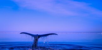 Do czego służą płetwy do pływania?