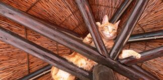 Ile wkrętów do krokwi?