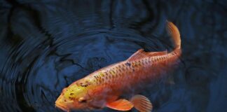 Jaki haczyk na 3 kg karpia?