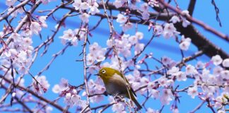 Co przed seksem na potencje?