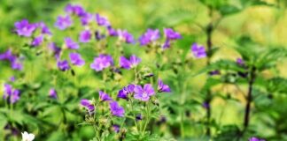 Co oznacza kurza łapka?