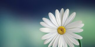 Co się stanie jak się wbije Biała bile?