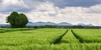 Jak wzmocnić kolana bieganie?