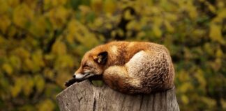 Czy spanie w czapce jest zdrowe?