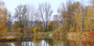 Jak złowić okonia na żywca?