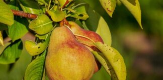 Jakie odżywki na rzeźbę i siłę?