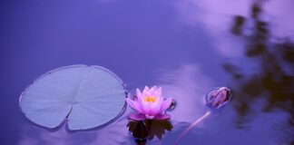 Co stabilizuje staw?