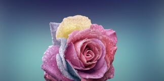 Czym się różni płyta PUR od PIR?