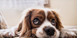 Czy można zabrać psa na kajaki?