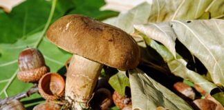 Jaki filc na wkładki do butów?