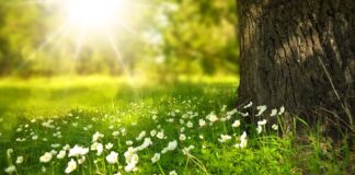 Jak zatopić kwiaty w żywicy?